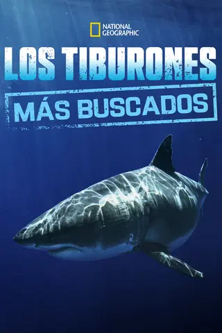 Los tiburones mas buscados