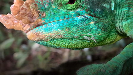 Madagascar, l'île rouge