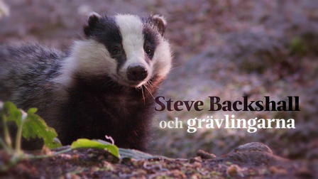 Steve Backshall och grävlingarna