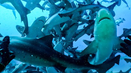 Attack of the Samurai Sharks