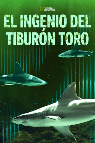 El ingenio del tiburón toro