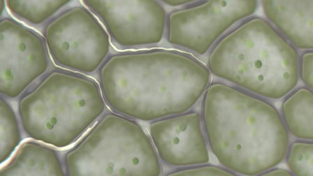 The Kingdom: How Fungi Made Our World