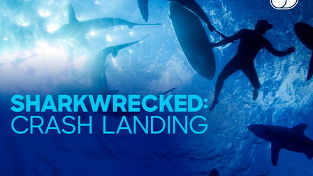 Sharkwrecked