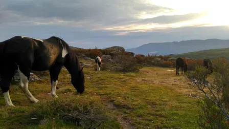 Caballos Salvajes