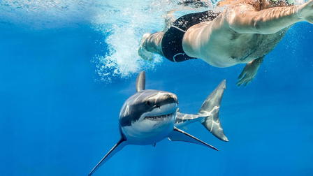 Defying Death: Surviving Jaws