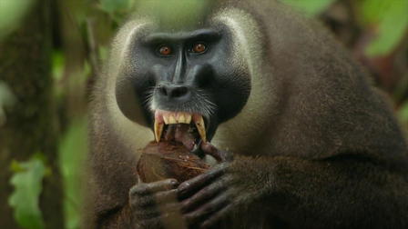 Monkeys of Bioko