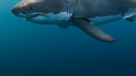 Great White Double Trouble