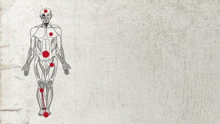 Anatomy