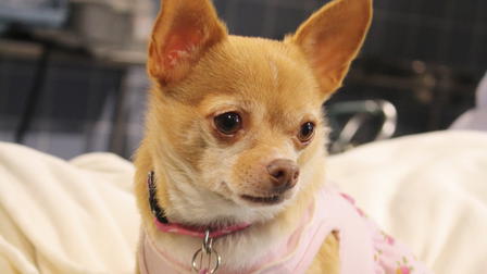 Chihuaha: O Filme