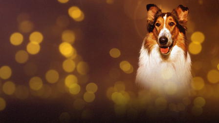 The Story of Lassie