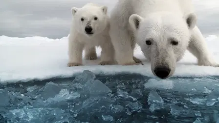 Polar Bear: Spy on the Ice