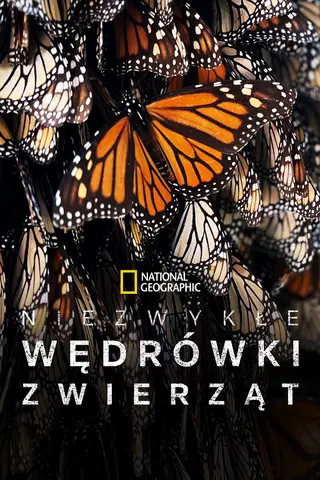 Niezwykłe wędrówki zwierząt