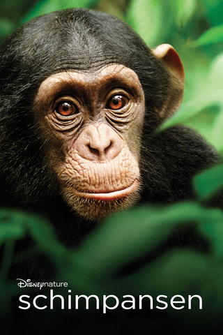 Chimpanzee