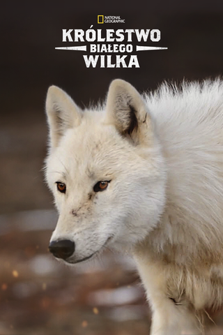 Królestwo białego wilka
