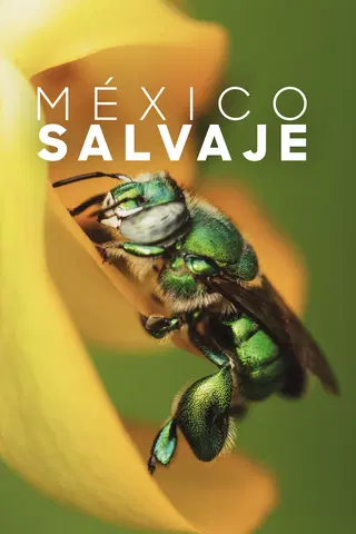 Wild Mexico