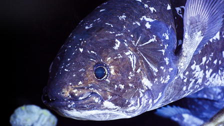 Deep Ocean: Kingdom of the Coelacanth
