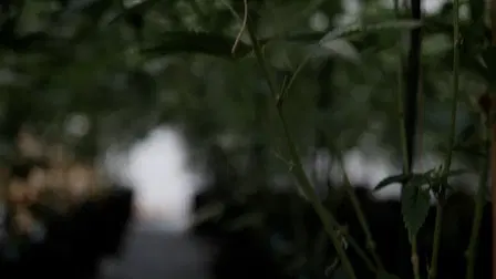 Plante Divine : Légalisation