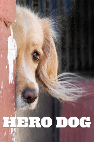 Hero Dog
