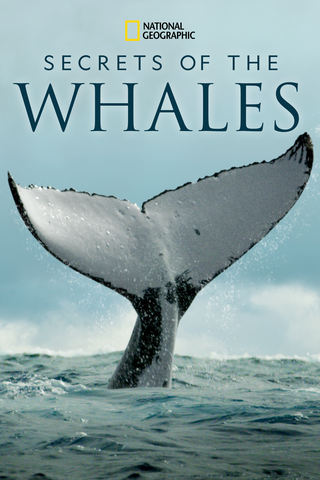 Secrets Of The Whales