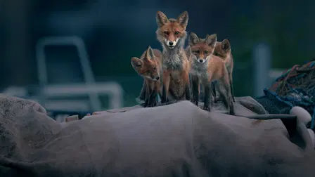 Hämärä luonto