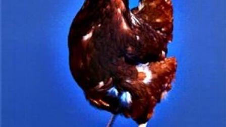 Life, the Universe and Douglas Adams