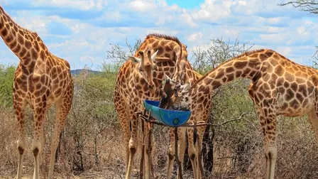 Saving Giraffes: The Long Journey Home