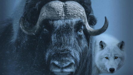Muskox