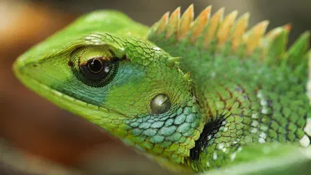 The Riot and the Dance: Earth