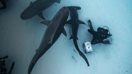 Tiburón blanco, máxima amenaza