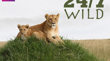 24/7 Wild