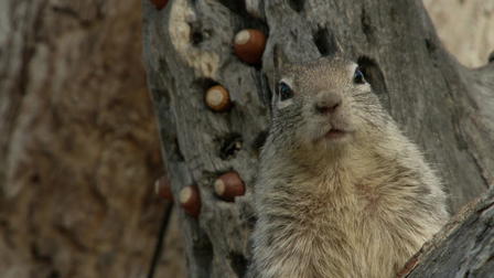 Nuts About Squirrels