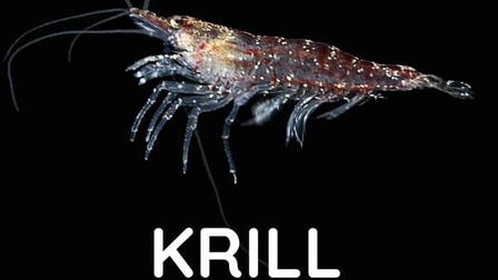 Krill : le secret de la banquise