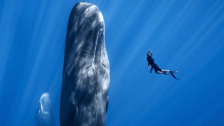 Patrick et la baleine