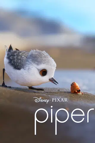 Piper