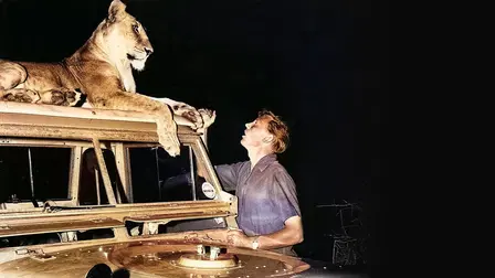 Elsa the Lioness
