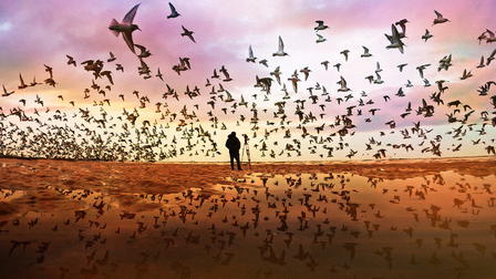 The Birds