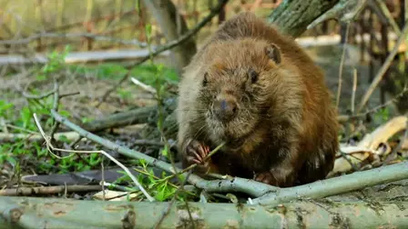 Fertile Floods: Croatia's Wetlands Of The Save