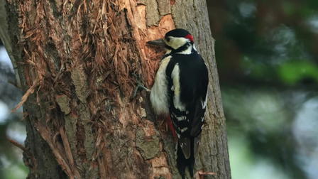 Nature in Symbiosis