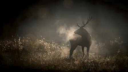 Le Chant des forêts