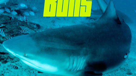 Bullenhaie auf dem Vormarsch