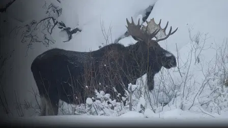 Wild North America
