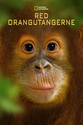 Red orangutangerne
