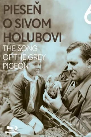 Le chant du pigeon gris