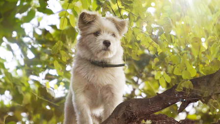 A Time for Dogs and Cats