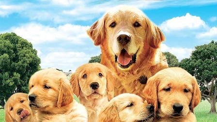 Un retriever y seis más