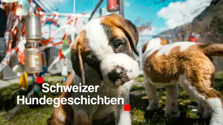 Storie di cani svizzeri
