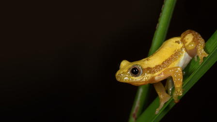 Los grandes bailarines de la naturaleza