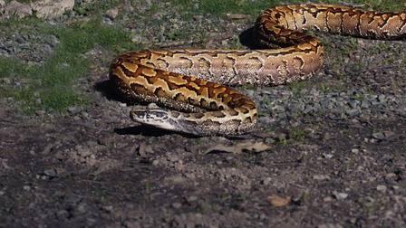 Devoured: Man-Eating Super Snake Returns