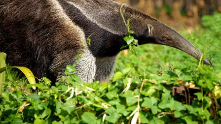 South America's Weirdest Animals