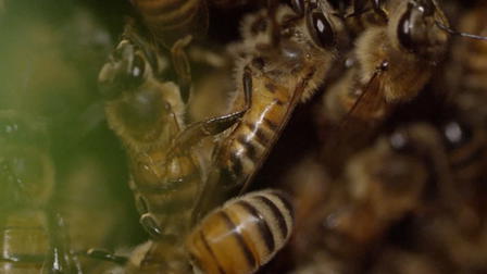 Las abejas curan a los seres humanos